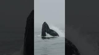 Humpback whale eating anchovies