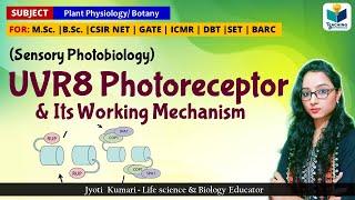 UVR8 Photoreceptor and Its working Mechanism || Plant Physiology ||CSIR NET 2024