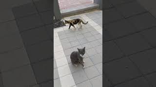 3 Funny cats  Cute pets 