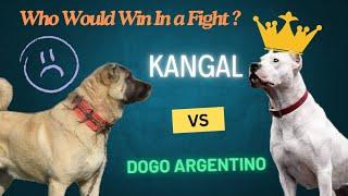 **"Kangal vs Dogo Argentino: Who Would Win in a Fight?"**