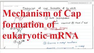 Mechanism of Cap formation of eukaryotic mRNA | 7-methyl Guanosine