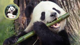 So Cute!!!Adorable Panda Eating Bamboo Shoots!!!Panda ASMR!!!