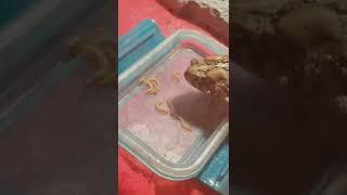 giant toad eating mealworms