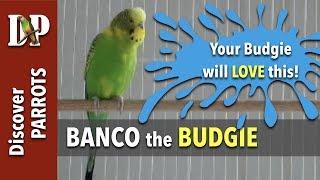 Banco the budgie calling, chirping, screaming - Happy Budgies