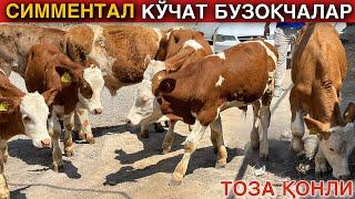 ТОЗА ҚОНЛИ СИММЕНТАЛ БУЗОҚЧАЛАР СОТИЛАДИ #2024 #симментал #молбокиш