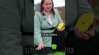 Косим газон на высоте 5 см #газон #косимгазон #илеальныйгазон #сад #дача #ландшафт #растения #топ