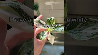 How to make a wood mounted plant