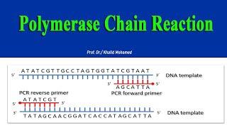 PCR - Polymerase Chain Reaction