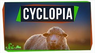 Cyclopia: A Rare Birth Defect That Could Help Cure Cancer