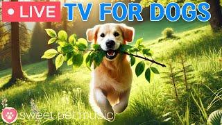 24 Hours of Dog TVCalming  Dog Music for Sleep🩷Soothing Music for Dogs with Stress and Anxiety
