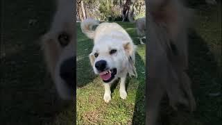 Cute dog  #shorts #tiktok #animals #turkey #funny #cutebaby #cutedog #2023 #funnyvideo #cute #vlog