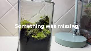 HOW TO MAKE A CLOSED ECOSPHERE - SIMPLE TERRARIUM BUILD