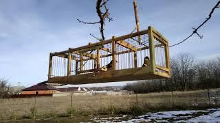 Ловля щегла на западок.Catching  Goldfinches in a trap