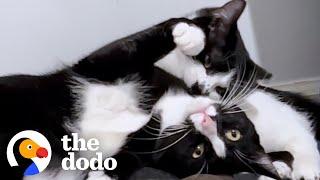 Feral Cat Hated Everyone Until She Fell In Love With Another Kitty | The Dodo Foster Diaries