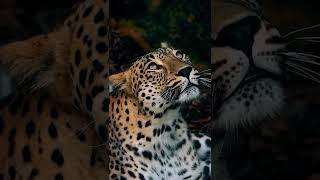 The Persian Leopard. Big Cats Wildlife. Cute Leopard.