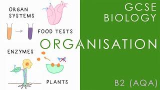 ORGANISATION - GCSE Biology (AQA Topic B2)