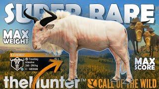 Max Scoring SUPER RARE Found on a GUIDED HUNT!!! - Call of the Wild