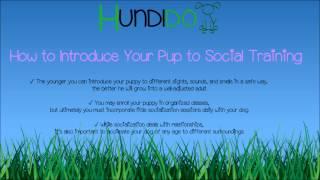 How to Introduce Your Pup to Social Training