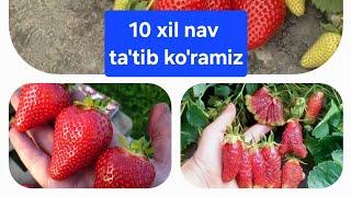 10 xil Nav MAZASI