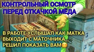 Осмотр наличия Майского Меда,перед откачкой,,,и повезло увидеть,как Рождается Матка