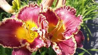 Hemerocallis Bettylen