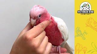 Current Pet Birds Available | Hoppers Crossing 12/1/24 | Victorian Bird Co