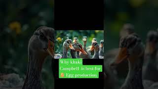 Why khaki Campbell duck is best for egg production #duck #duckfarming #viralvideo