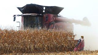 Case IH AF10 Combine harvesting Corn with 16-row C516C Corn Header at Farm Progress Show 2024