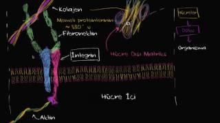 Hücre Dışı Matriks (Biyoloji / Hücrenin Yapısı)