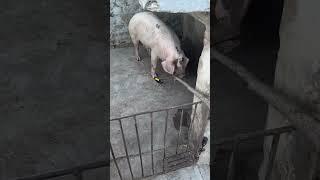 The Most Funny  Pigpets #shorts #youtubeshorts #ytshorts #viral #piggy #piglover #shortsfeed #fyp
