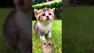 Kitty Meowing for Mom #cat #kitty #kitten #trending #viral..