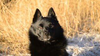 Jekku Schipperke's winter 2015-16   Jekku-schipperken talvi 2015-16