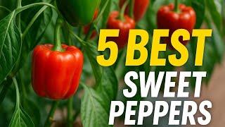 TOP 5 Sweet Peppers Varieties To Grow At Home!