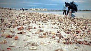 Extreme COLD brings in PILES of SHELLS to Pass-a-Grille, Florida!