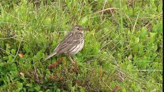 Meadow Pipit