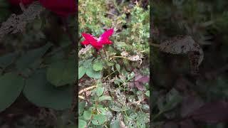 Watch out for these insects on your roses!