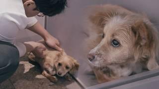 Heemang (Hope) who gave up walking because he was afraid of people - Part 2-