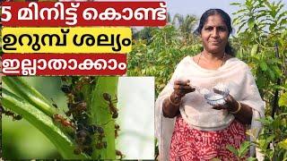 5 മിനിട്ട് കൊണ്ട് ഉറുമ്പ് ശല്യം ഇല്ലാതാക്കാം | Get rid of ants on your plants easily | Malayalam