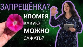 ИПОМЕЯ под запретом? Разбираемся!