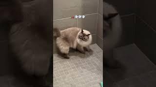 Cat has shower zoomies and growls #shorts