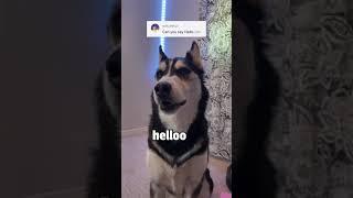 Can My HUSKY Speak ENGLISH?!