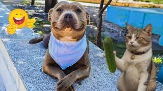 The Funniest Animal Moments Ever  The Funniest Animals That Will Make You Laugh Crazy