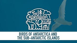 Birds of Antarctica and the sub-Antarctic Islands