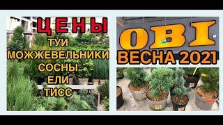 ХВОЙНЫЕ в ОБИ обзор с ЦЕНАМИтуи/можжевельники/сосны и другие