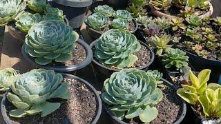 ECHEVERIA GLAUCA