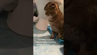 Почему кошка перестала сикать мимо лотка