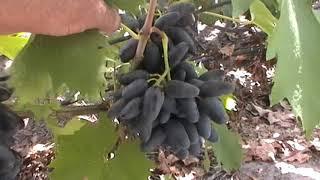 Сорт винограда "Могучий" - сезон 2019 # Grape sort "Moguchij"