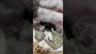 Feeding new born lilac & tan FLUFFY FRENCHIES #frenchbulldog #fluffyfrenchbulldog #frenchie