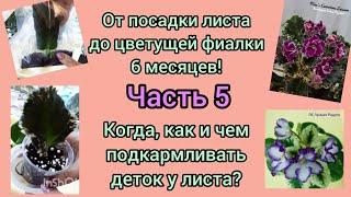 Рассказываю когда и чем подкармливать детки фиалки для быстрого роста и когда это делать не нужно!