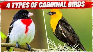 4 Types of Cardinal Birds (with Pictures)